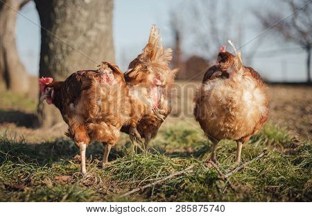 Group Of Hens Feeding On Barn Yard On Sunset.  Brown Hens Looking For Food In Farm Yard. Chickens St