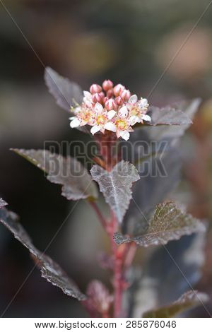 Little Joker Ninebark - Latin Name - Physocarpus Opulifolius Little Joker