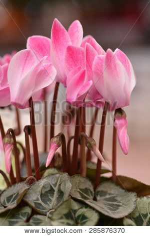 Persian Cyclamen - Latin Name - Cyclamen Persicum
