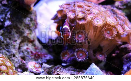 Golden Flake Maroon Clownfish - Premnas Biaculeatus (juvenile)