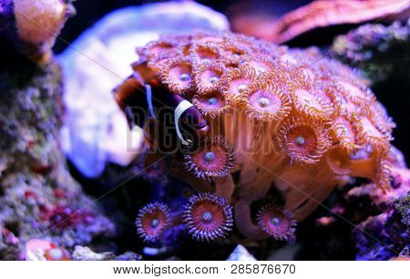Golden Flake Maroon Clownfish - Premnas Biaculeatus (juvenile)