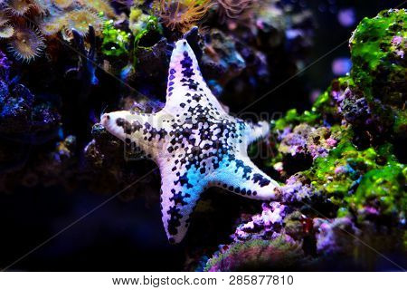 White Cake Sea Star - Anthenea Aspera