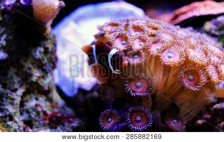 Golden Flake Maroon Clownfish - Premnas Biaculeatus (juvenile)