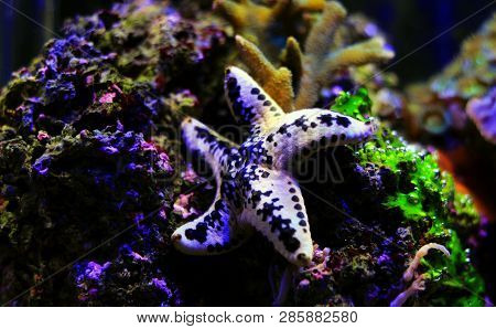White Cake Sea Star - Anthenea Aspera