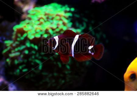 Golden Flake Maroon Clownfish - Premnas Biaculeatus (juvenile)