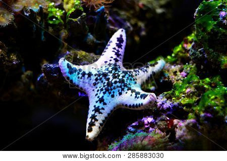 White Cake Sea Star - Anthenea Aspera
