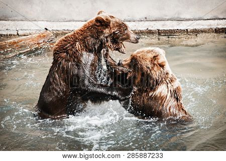 Two Brown Bears (ursus Arctos Arctos) Fighting In The Water. Teal And Orange Photo Filter.