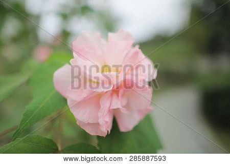 A Pink Mutabilis Hibiscus Flowers In Garden Under Sunshine