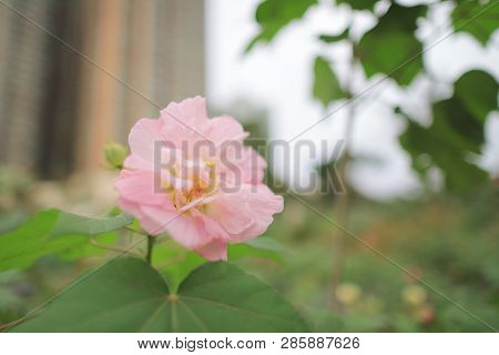 A Pink Mutabilis Hibiscus Flowers In Garden Under Sunshine