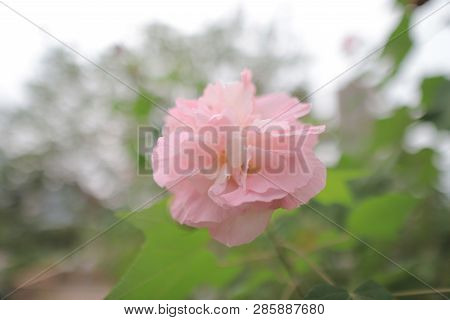 A Pink Mutabilis Hibiscus Flowers In Garden Under Sunshine
