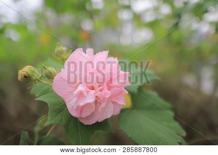 A Pink Mutabilis Hibiscus Flowers In Garden Under Sunshine