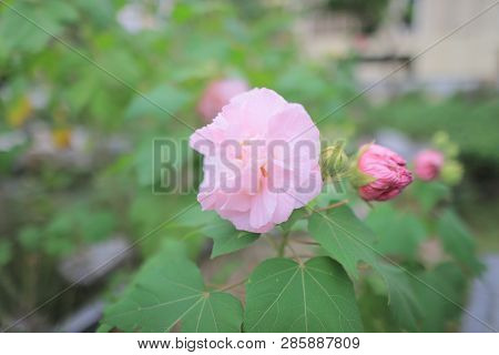 A Pink Mutabilis Hibiscus Flowers In Garden Under Sunshine