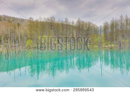 Blue Pond Aoiike ,biei Hokkaido Japan