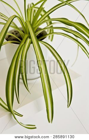 Green Pot Plant In White Room As Decoration