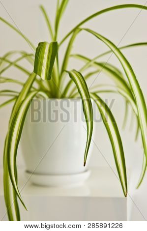 Green Pot Plant In White Room As Decoration