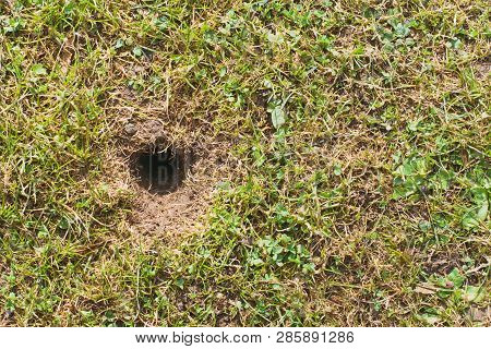Mouse Or Vole Hole In The Spring  Lawn, Lawn Cultivation Problem