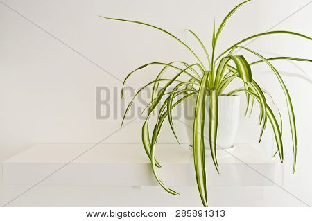 Green Pot Plant In White Room As Decoration