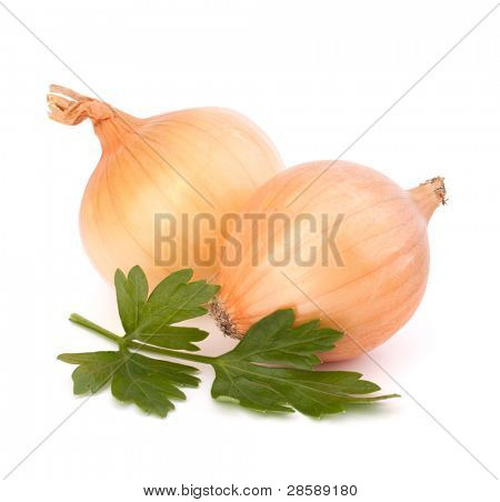 Zwiebel isoliert auf weißem Hintergrund