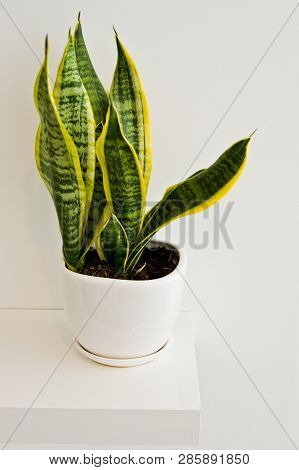 Green Pot Plant In White Room As Decoration, Sansevieria