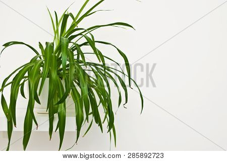 Green Pot Plant In White Room As Decoration