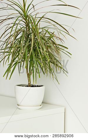Green Pot Plant In White Room As Decoration. Dracaena.