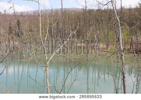 The Blue Pond Aoiike In Biei, Hokkaido