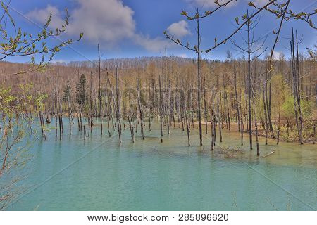 Blue Pond Aoiike In Biei, Hokkaido, Japan