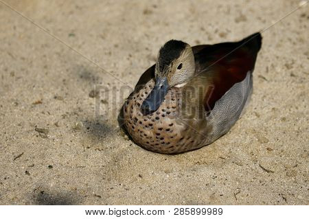 Full Body Of Male Ringed Teal Duck. Photography Of Nature And Wildlife.