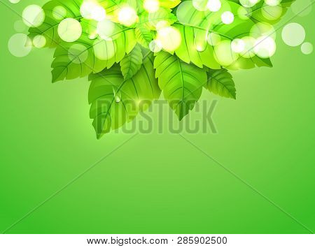 Mint Leaf Fresh Green Background Pattern. Peppermint Wallpaper Organic Freshdesign.