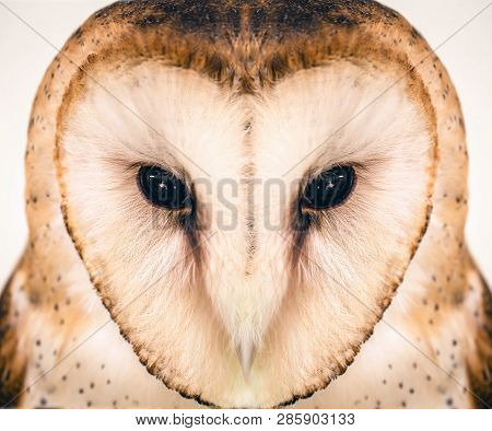 Owl Face In High Resolution