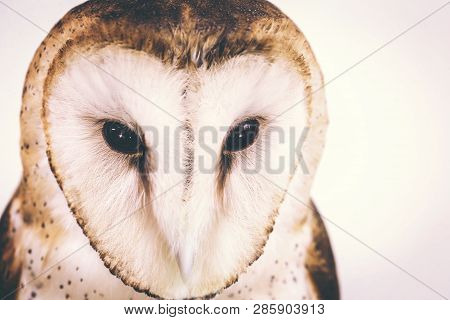 Owl Face In High Resolution