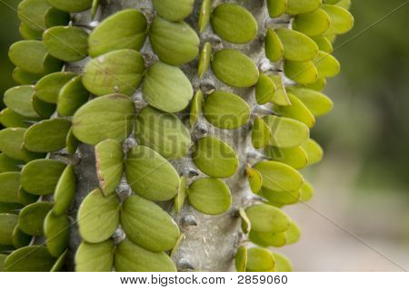 Madagaskar Ocotillo