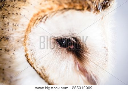 Owl Eye In High Resolution