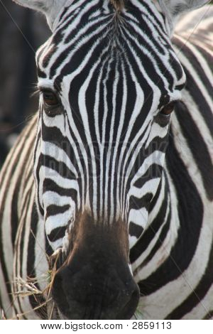 Zebra Face