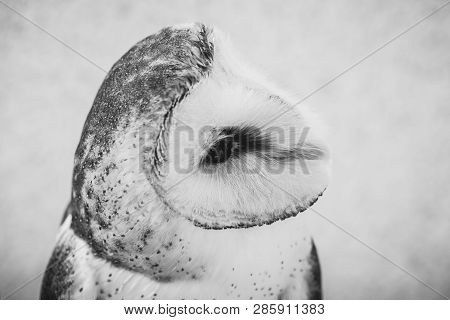 Owl Face In High Resolution