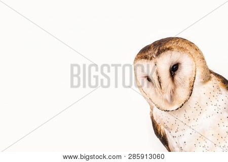 Owl Face In High Resolution On White Background.