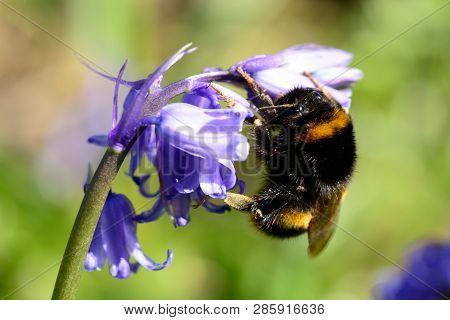 Macro Shot Of A Bumble Bee Pollinating A Bluebell Flower