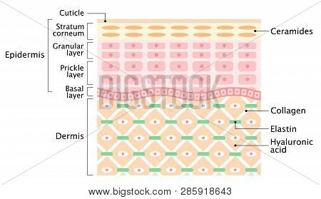 タイトル
Layers Of The Human Skin. Skin Care And Health Concept