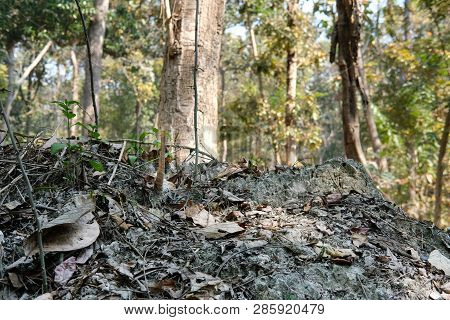 Stingless Bee Hive In Tree. Insect Nest