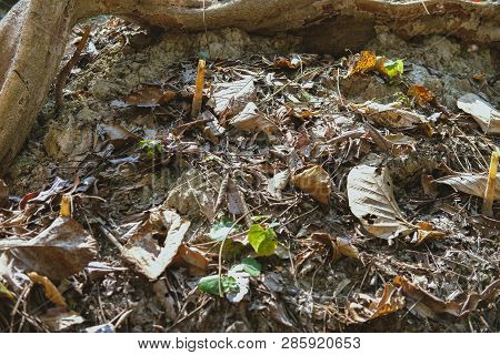 Stingless Bee Hive In Tree. Insect Nest