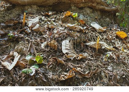 Stingless Bee Hive In Tree. Insect Nest In Nature