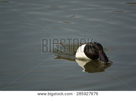 Male Tufted Duck (aythya Fuligula) Diving In Pond