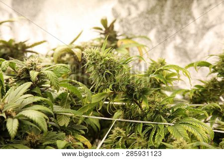 Marijuana. Marijuana and Cannabis growing indoors. Marijuana Grow Tent with lights. Medical and Recreational Cannabis plants. 
