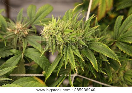 Marijuana Business. Marijuana and Cannabis growing business. Marijuana Grow Tent with lights. Medical and Recreational Cannabis plants. 