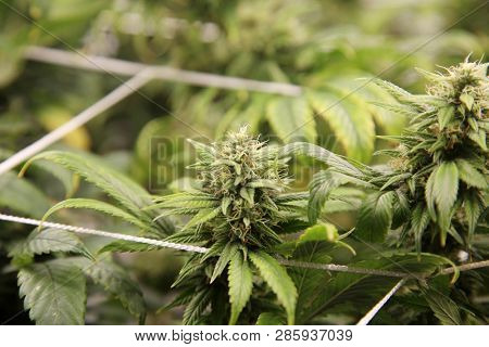 Marijuana Business. Marijuana and Cannabis growing business. Marijuana Grow Tent with lights. Medical and Recreational Cannabis plants. 