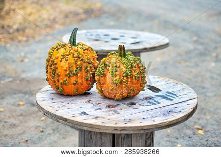 Warty Pumpkins. Bright Yellow Knucklehead Pumpkins In The Garden