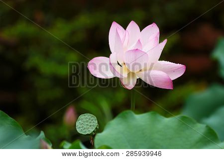 The Lotus  And Leaf At Rain Day