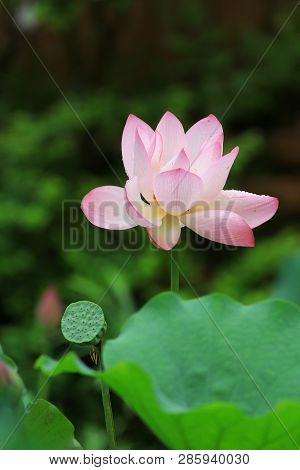 Pink Lotus Bud And Green Leaf Close Up