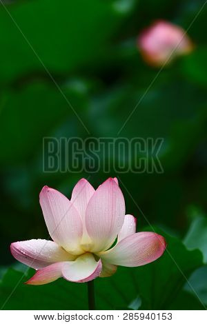 Pink Lotus Bud And Green Leaf Close Up