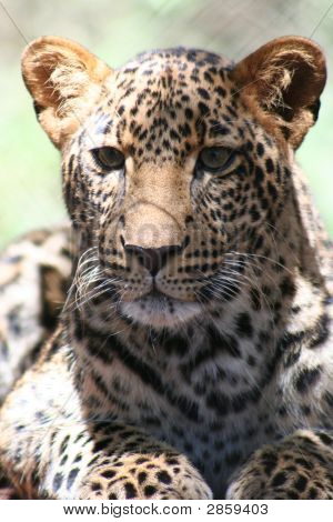 Leopard hoved